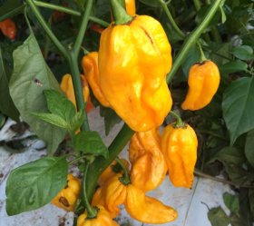 Habanero Golden, ekofrö