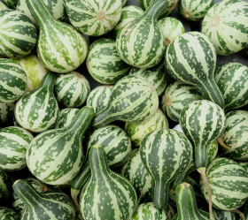 Tennessee Dancing Gourd, ekofrö