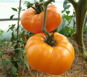 Yellow Brandywine, ekofrö