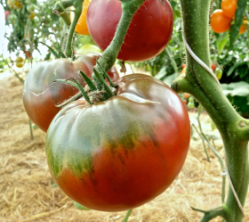 Black Brandywine, ekofrö