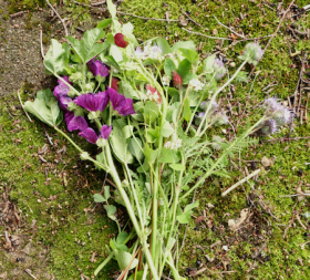 Multiflorae, ekofrö