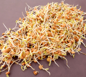 Röda linser, ekofrö