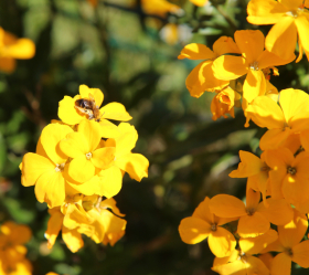 Gyllenlack, Vild, ekofrö