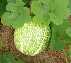 Änglahår/Fikonbladspumpa, ekofrö