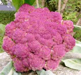 di Sicilia Violetto, ekofrö