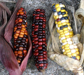 Painted Mountain, ekofrö