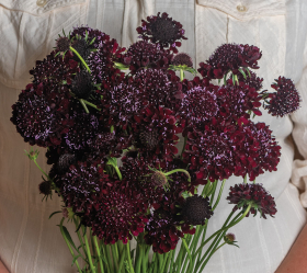 Black Beauty praktvädd, ekofrö