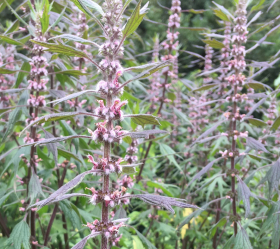 Hjärtstilla, ekofrö