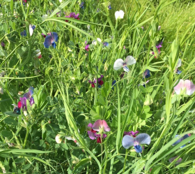 Ärt/Åkerböna, ekofrö