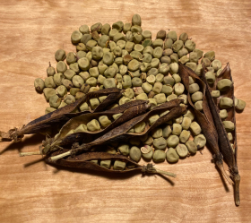 Stor Gråärt, ekofrö