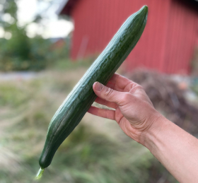 Rollison's Telegraph, ekofrö