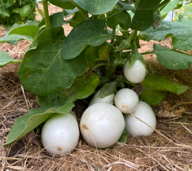 Blanche Ronde à Oeuf, ekofrö