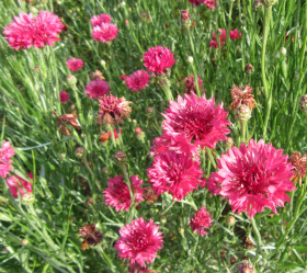 Klint, röd, ekofrö