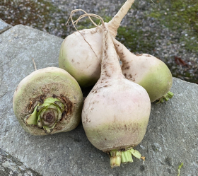 Albina Vereduna, ekofrö