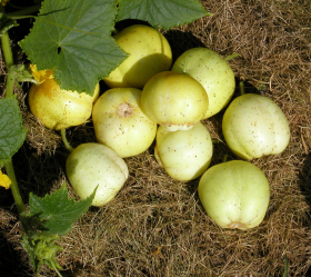 Crystal Apple, ekofrö