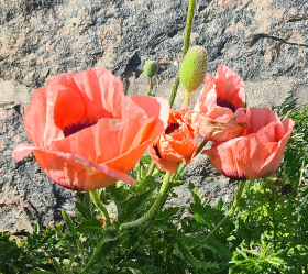 Rosa vallmo, ekofrö