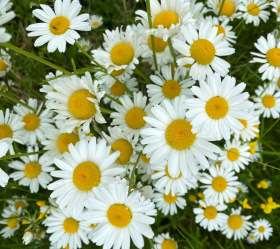 Vild Prästkrage, ekofrö