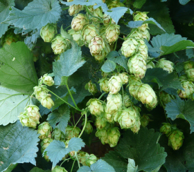 Humle, perenn, ekofrö