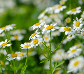 Romersk kamomill, ekofrö