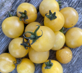 White Cherry, ekofrö