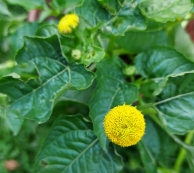 Tandvärksplanta, ekofrö