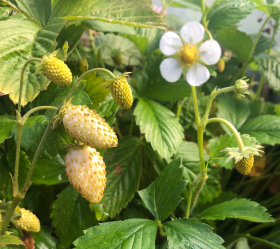 Vita smultron, ekofrö