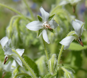 Gurkört Alba, ekofrö