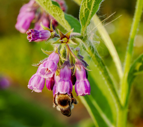 Äkta vallört, ekofrö