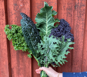 Grönkålsmix, ekofrö