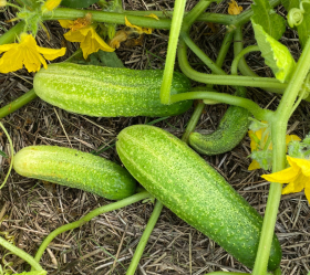 Vorgebirgstrauben, ekofrö