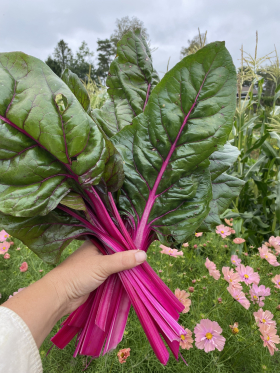 Magenta Sunset, ekofrö
