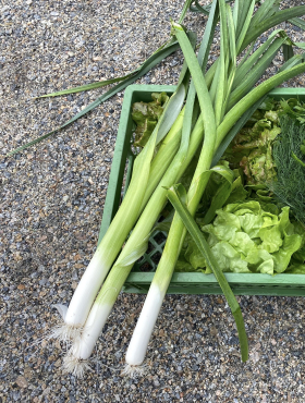 Starozagorski kamuš, ekofrö