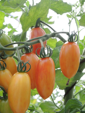 Artisan Blush Tiger, ekofrö