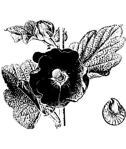Blommor